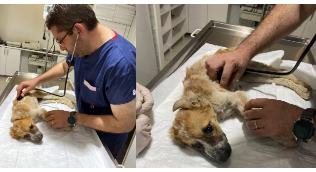 Yaralı bulunan köpek tedaviye alındı