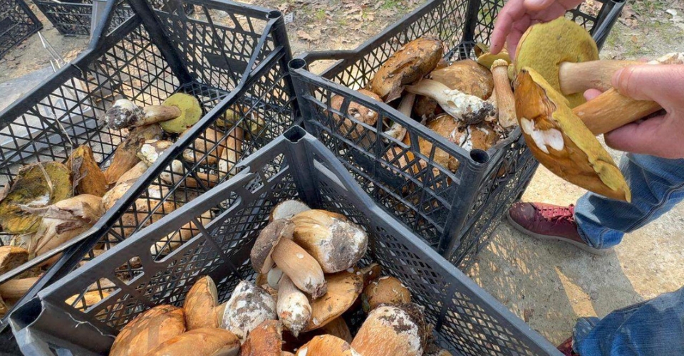 Kuraklık nedeniyle Istranca Ormanları’nda mantar popülasyonu azaldı, kilosu 500 TL’ye çıktı