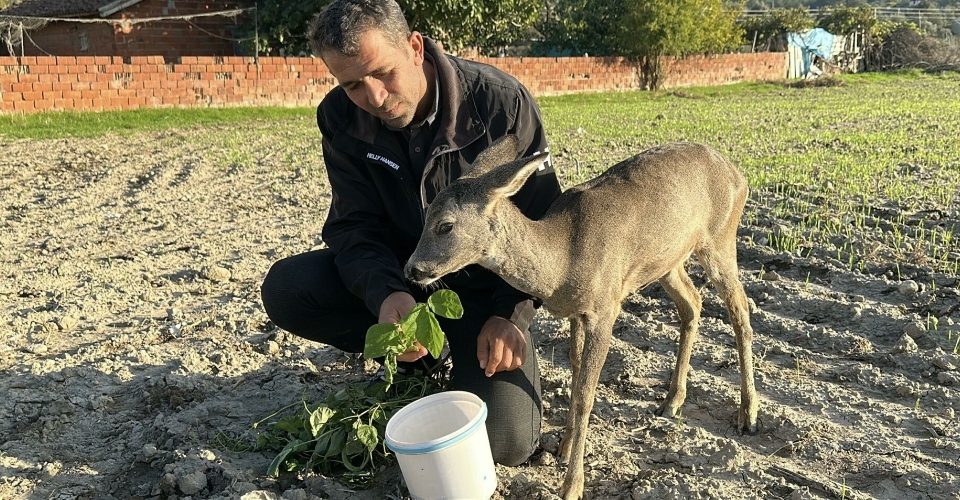 Yavru karacayı 5 aydır elleriyle besliyor