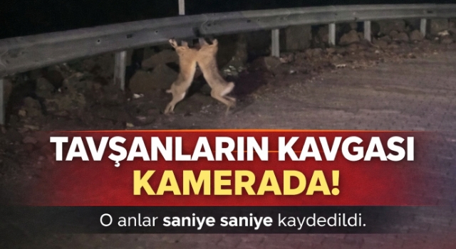 Tavşanların kavgası kamerada