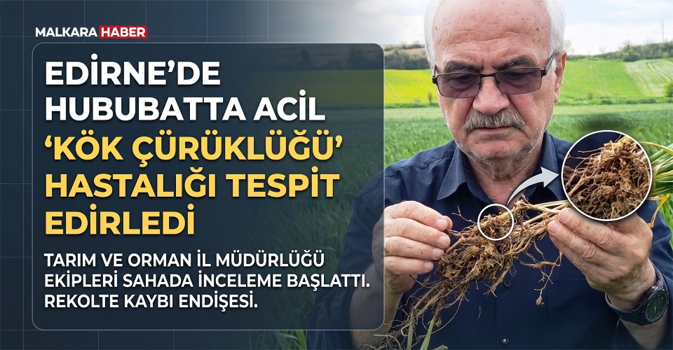 Edirne’de hububatta ‘kök çürüklüğü’ hastalığı görüldü