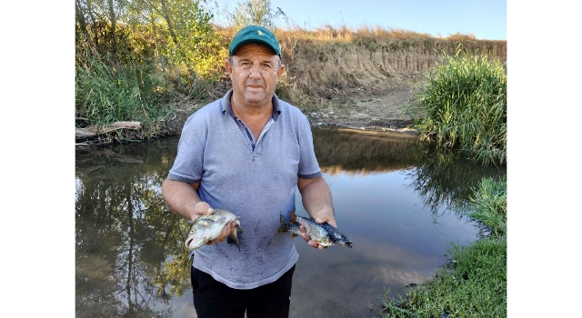 Tekirdağ'da derede toplu balık ölümlerine inceleme