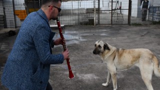 Sokak hayvanlarına müzikle yaklaşıyor