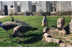 Yunan güvenlik güçlerinin gaz bombalarından etkilenen tavus kuşlarına koruma