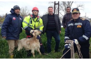 Kuyuya düşen oğlak ve anne keçiyi itfaiye kurtardı