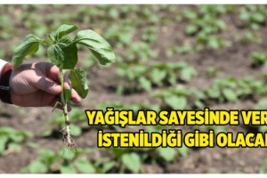 Bahar yağmurlarıyla ayçiçeğinde yüksek verim bekleniyor