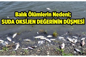 Barajdaki balık ölümlerinin nedeni; Sudaki oksijen değerinin düşmesi