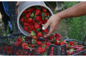 Gıda mühendisi uyardı; çilekte görülen kurtçukların zararı yok