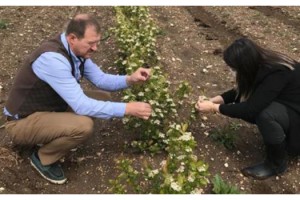 Kırklareli'nde aronia üretimi artıyor