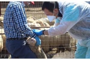 Kırklareli'nde küçükbaş hayvanlara brucella aşısı yapıldı