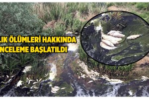 Tekirdağ'da deredeki balık ölümleri incelemeye alındı