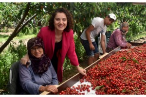 Enez'de 'Çeribaşı kirazı' hasadı başladı