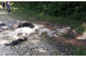 Kırklareli'de ormanlık alanda 12 köpek ölü bulundu