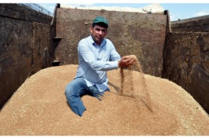 Malkara'da sezonun ilk buğdayı 2,03 liradan satıldı