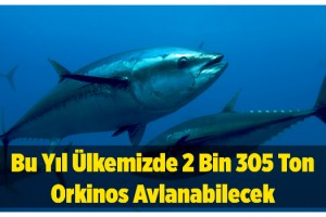 Mavi Yüzgeçli Orkinos Avcılığı Başladı