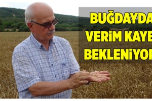Trakya'da buğdayda verim kaybı bekleniyor