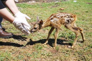 Yavru Karaca Onu Emziren Keçiyi Anne Olarak Benimsedi