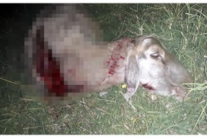 Hayrabolu'da kurtlar, koyun sürüsüne saldırdı