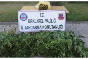 Kırklareli'de 376 bin kök Hint keneviri ele geçirildi