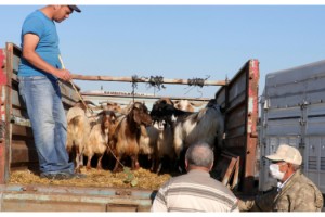 Kurban pazarında burma boynuzlu keçiye talep arttı