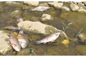 Malkara Çınarlıdere Deresi'nde balık ölümleri