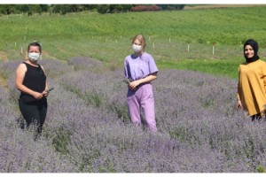 Trakya'nın mor tarlaları, üreticileri çekiyor