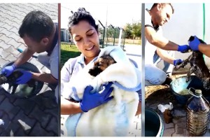 Zifte bulanan yavru köpeği kurtarıp, bakımını yaptılar