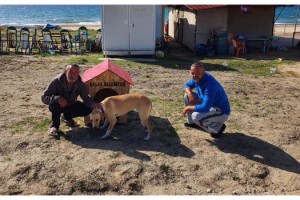 Belediye barınağından köpek sahiplenene 'köpek evi' hediye