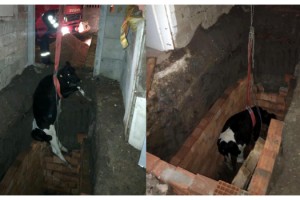 Çukura düşen düve, halatla kurtarıldı