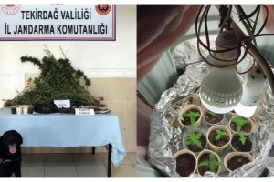 Evine kurduğu düzenekle Hint keneviri yetiştirdi