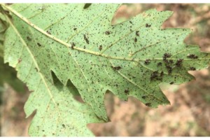 Istranca Ormanları'nı dantel böcekleri sardı