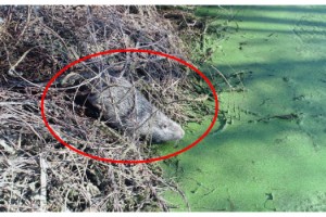 Bulgaristan'daki taşkın Edirne'ye su maymunlarını getirdi