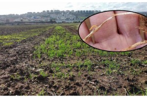 Kuraklığın yaşandığı Trakya'da erken ekilen buğdayda böcek zararı