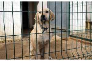 Sokakta bitkin halde bulunan Boncuk, 8 ayda sağlığına kavuştu