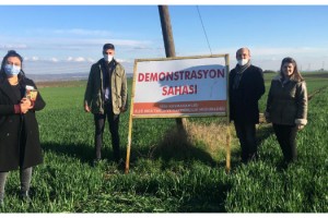 Yerli ve milli arpa çeşitlerinin demonstrasyon çalışması yapılıyor