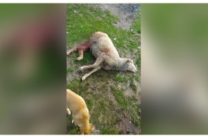 Sokak köpekleri, 2 kişiyi yaraladı, 2 koyunu öldürdü