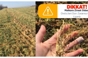 Malkara Ziraat Odası, Üreticileri Don Zararına Karşı Uyardı