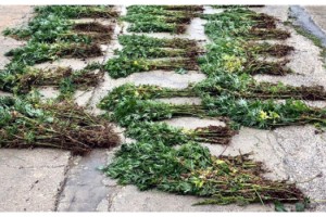 Arsada ekili 4 bin 100 kök Hint keneviri ele geçirildi