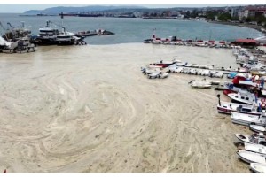 Tekirdağ'da balıkçı barınağı salya ile kaplandı