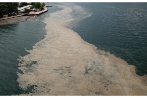 Gebze Teknik Üniversitesi'nden müsilaj için 'çevresel koşul' araştırması
