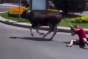 Kaçan danayı kuyruğundan tutarak durdurmaya çalışınca metrelerce sürüklendi