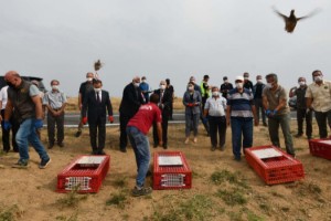 Tekirdağ'da 400 keklik doğaya salındı
