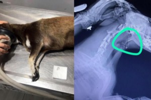 Köpeğin boğazına kaçan olta iğnesi ameliyatla çıkarıldı