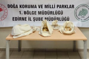 Kapıkule’de otomobilde 33 piton ele geçirildi