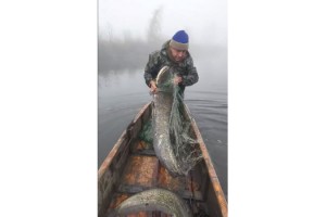 Meriç Nehri’nde dev yayın balıkları ağlara takıldı