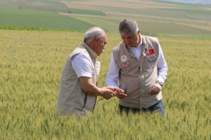 Edirne’de buğday ekili tarlalarda hastalık ve zararlıya rastlanmadı