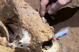 Çin’de 100 bin yıllık panda fosilleri bulundu