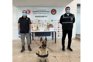 Hamzabeyli'de 50 kilo uyuşturucuyu ‘Bodri’ buldu