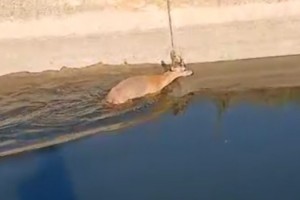 Sulama kanalına düşen karaca kurtarıldı