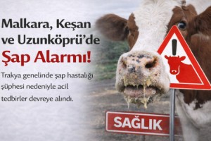 Malkara, Keşan ve Uzunköprü’de Şap Alarmı: Hayvan Alım Satımına Kısıtlama Getirildi